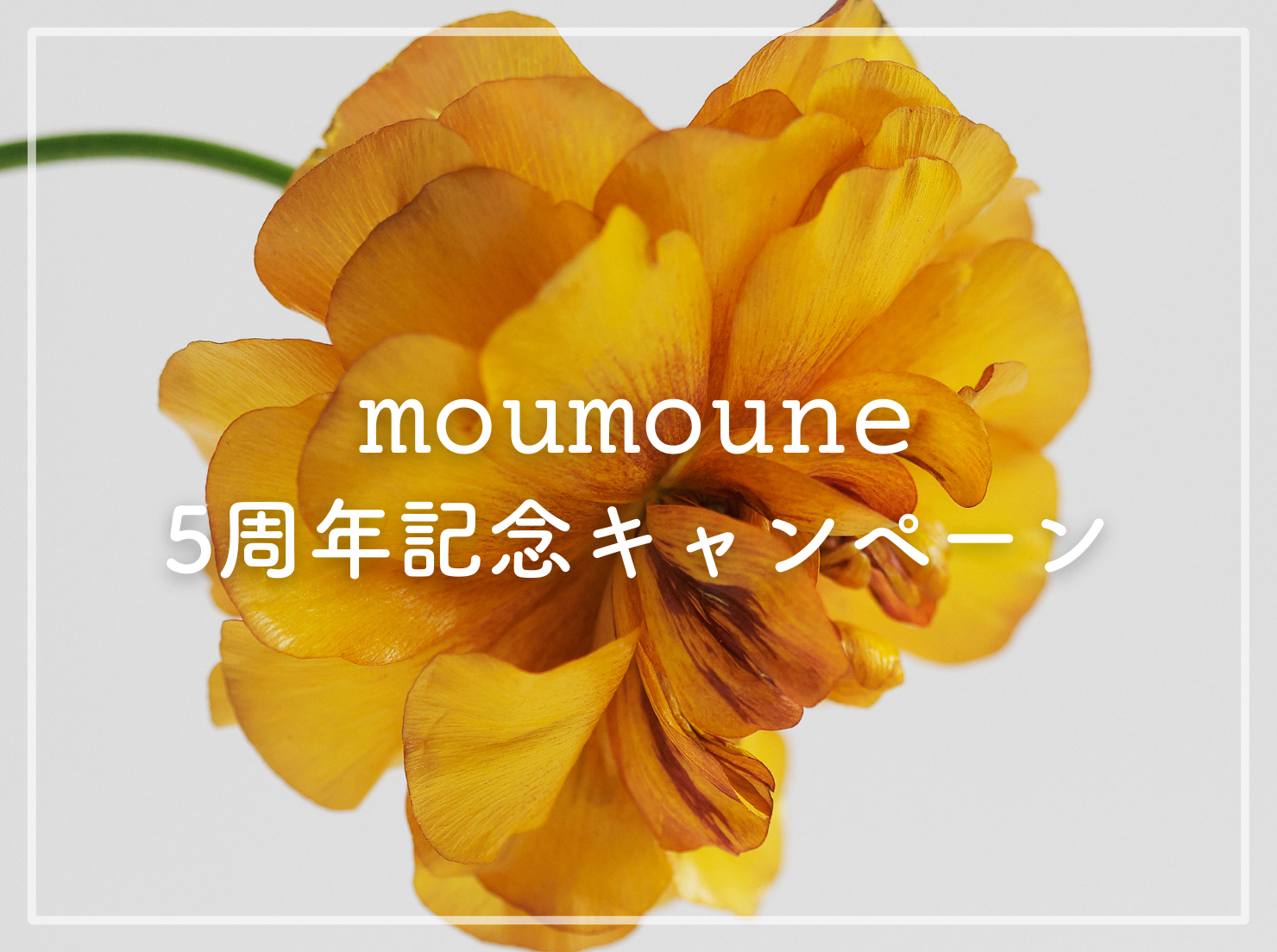 moumoune ５周年記念キャンペーン