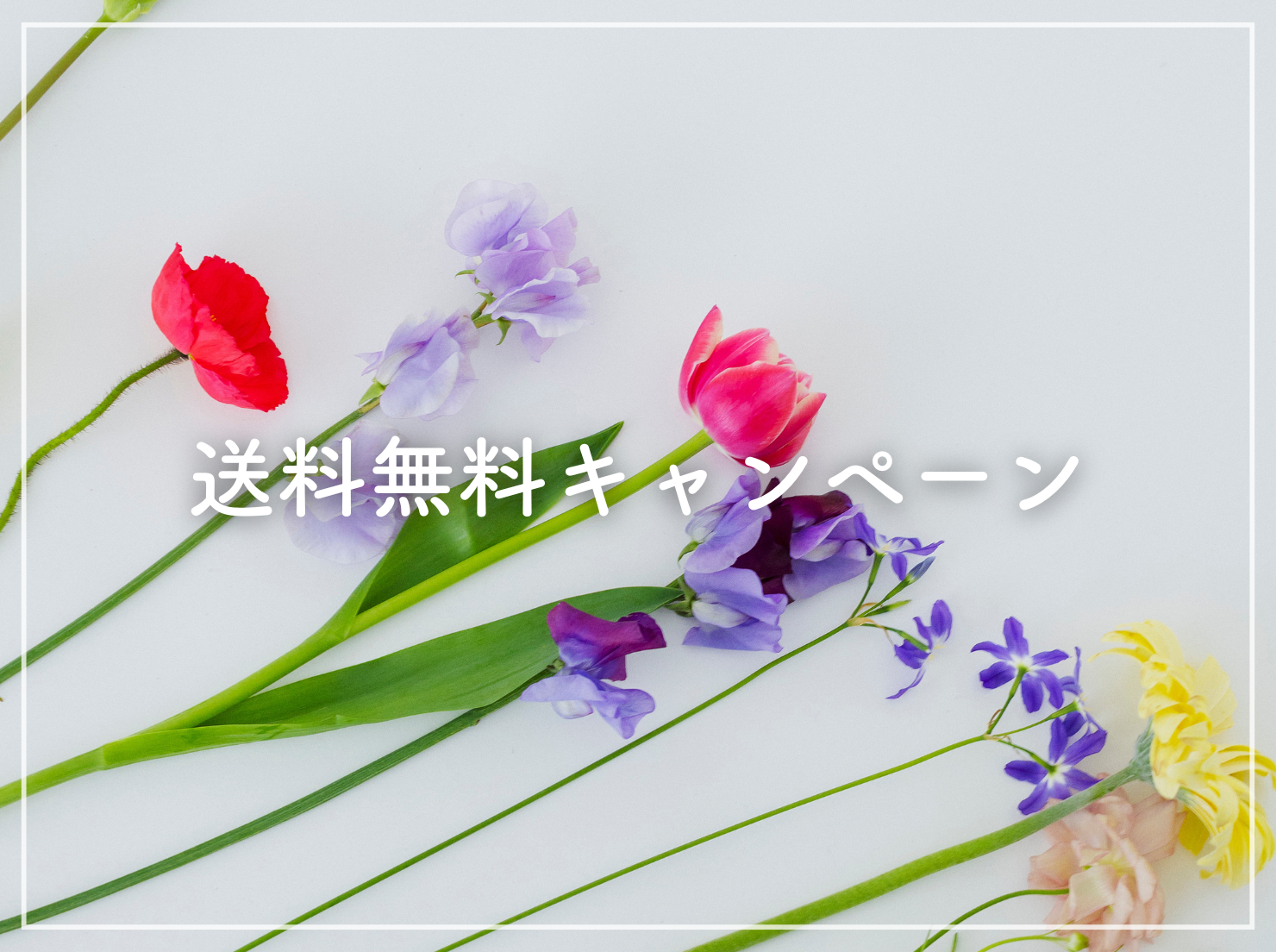 送料無料キャンペーン開催中　2/27(金)17:00まで